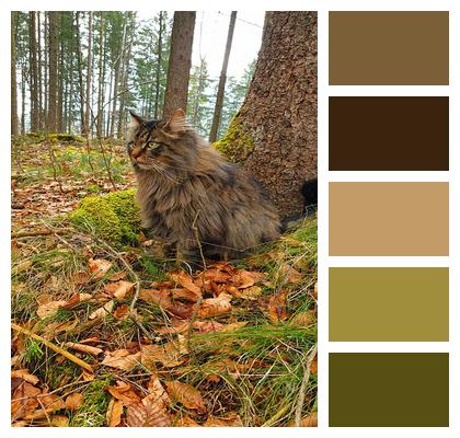 Animal Forest Cat Cat Image